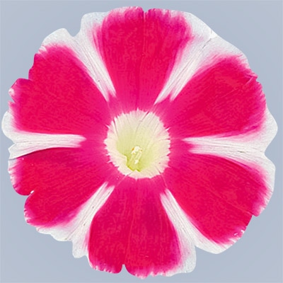 アサガオ 富士の紅