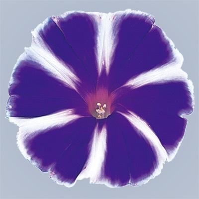 アサガオ 富士の紫