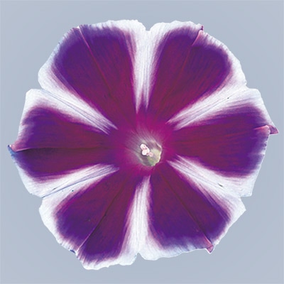 アサガオ 富士の峰