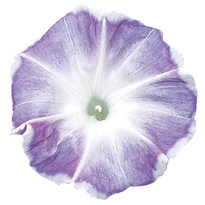 アサガオ 暁の露