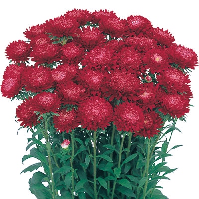 アスター あずみ スカーレット