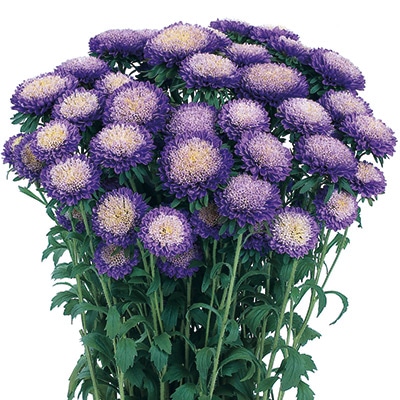 アスター あずみ ライトブルー