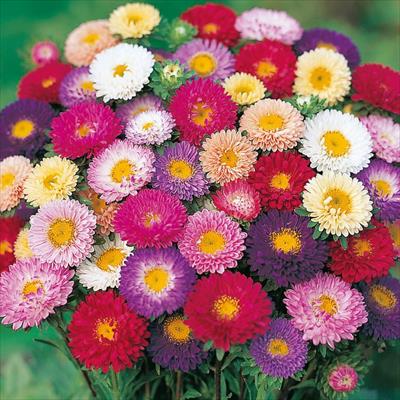 アスター 松本 混合