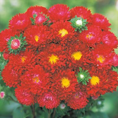 アスター 松本 クリアスカーレット