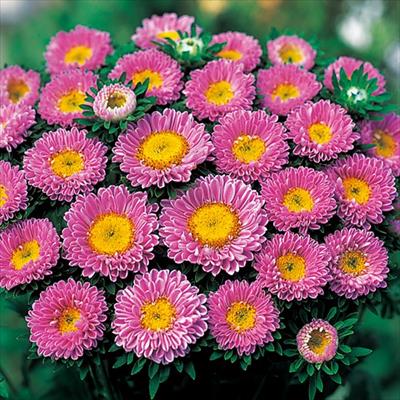 アスター 松本 ピンク