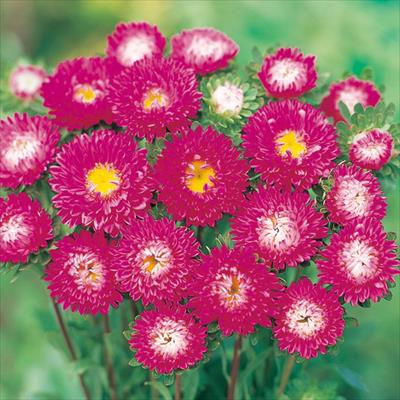 アスター 松本 ローズ