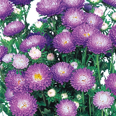 アスター 松本 トップパープル