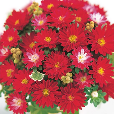 アスター ステラ レッド