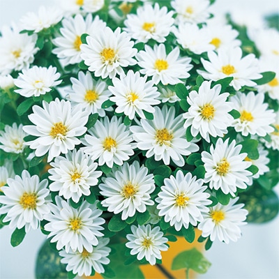 アスター ステラ ホワイト