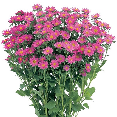 アスター ステラ ローズ