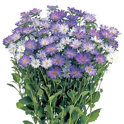 アスター ステラ トップブルー