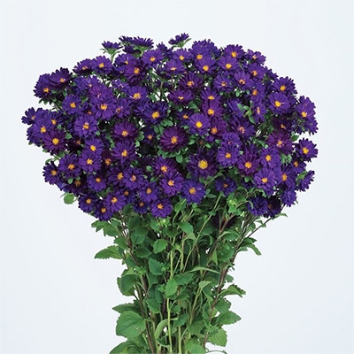 アスター ステラ ディープブルー