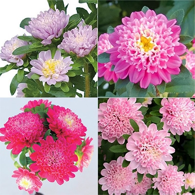 アスター ココット ミックス