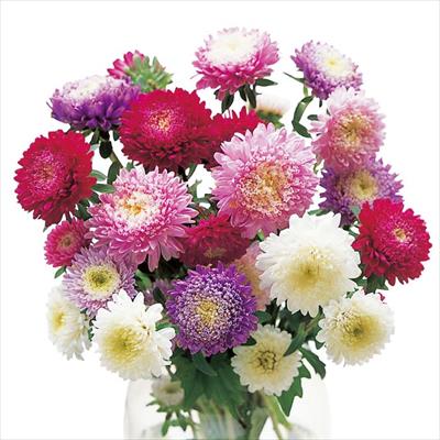 アスター 望月 ミックス