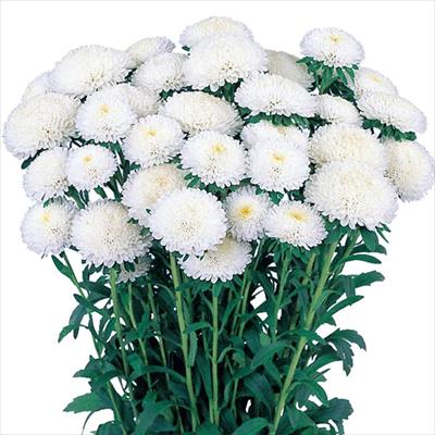 アスター あずみ ホワイト