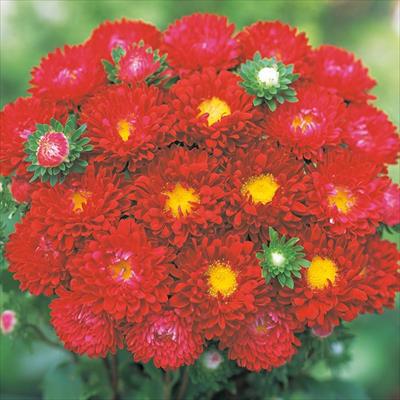 アスター 松本 クリアスカーレット