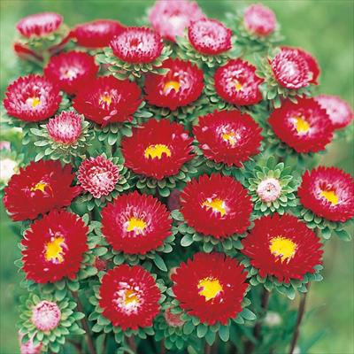 アスター 松本 スカーレット