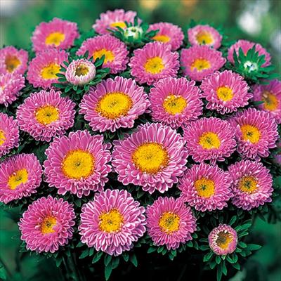 アスター 松本 ピンク