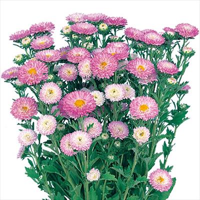 アスター 松本 ラベンダーピンク