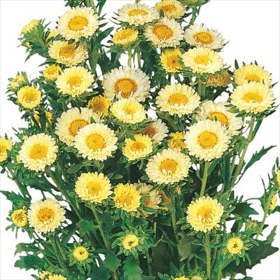 アスター 松本 イエロー