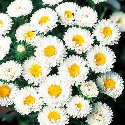 アスター 松本 ホワイト