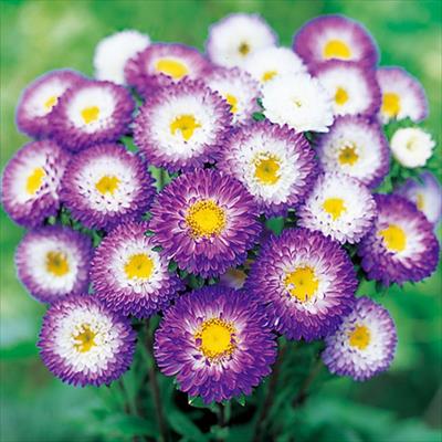 アスター 松本 トップパープル