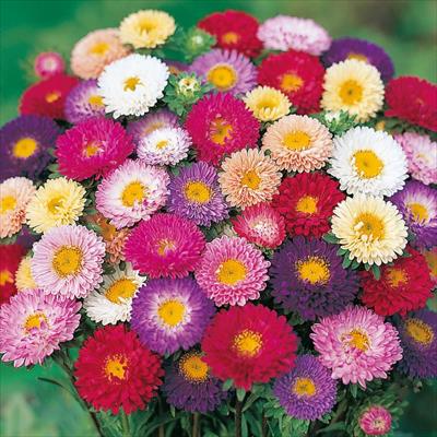 アスター 松本 特選混合