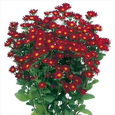 アスター ステラ レッド