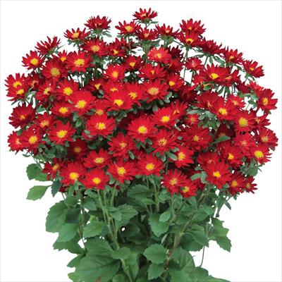 アスター ステラ スカーレット