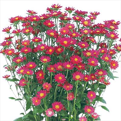 アスター ステラ カーマイン