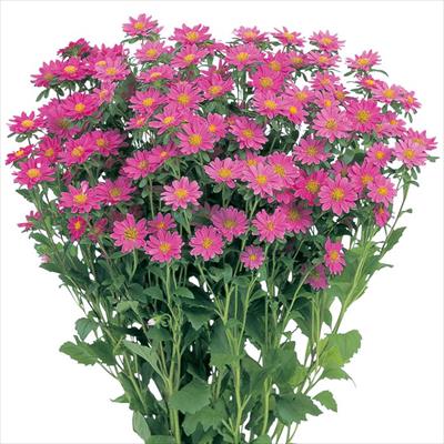 アスター ステラ ローズ