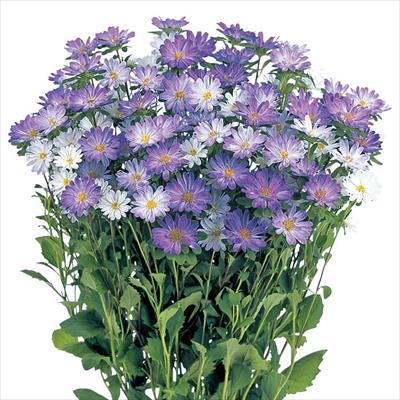 アスター ステラ トップブルー