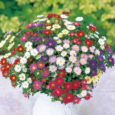 アスター ステラ ミックス