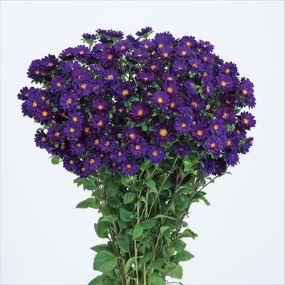 アスター ステラ ディープブルー