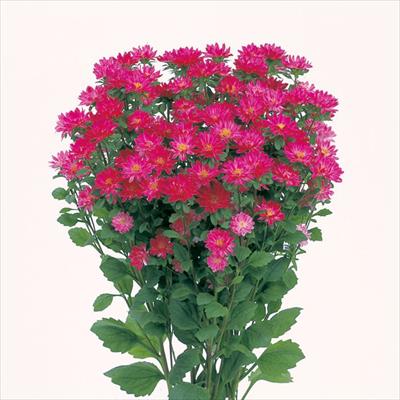 アスター ステラ ディープローズ