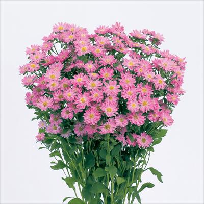 アスター ステラ ピンク