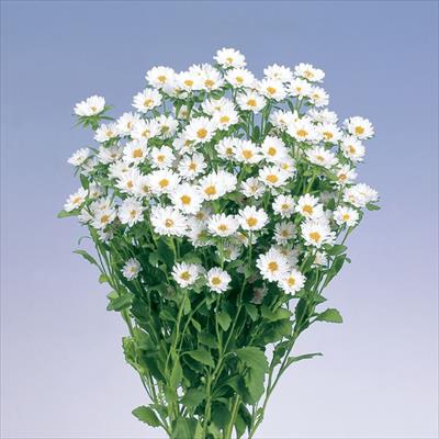 アスター ステラ ホワイト