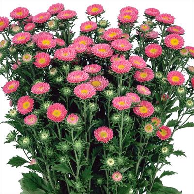 アスター 松本 サーモン