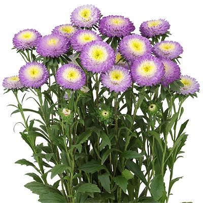 アスター あずみ トップブルー