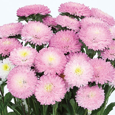 アスター あずみ トップローズ