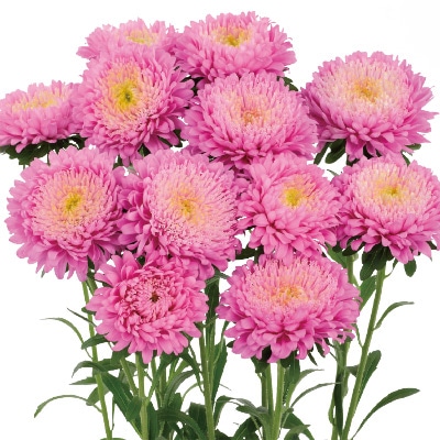 アスター あずみXL ピンク