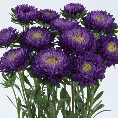 アスター あずみXL ブルー（ver.2）