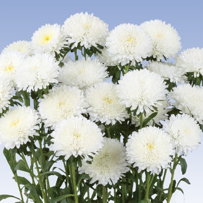 アスター あずみXL ホワイト