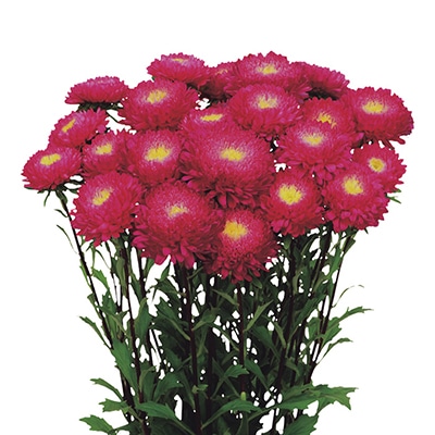 アスター あずみXL ローズ