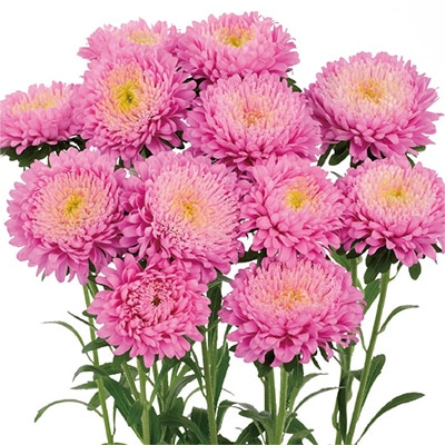 アスター あずみXL ピンク