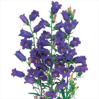 カンパニュラ メイ パープル