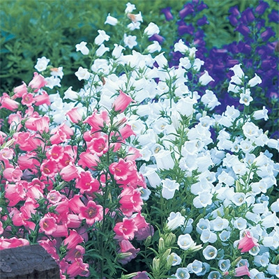 カンパニュラ メジューム ミックス