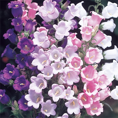 カンパニュラ メイ ミックス