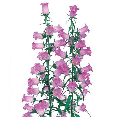 カンパニュラ メイ パープルマーデン