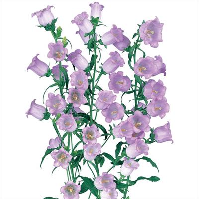 カンパニュラ メイ ブルー